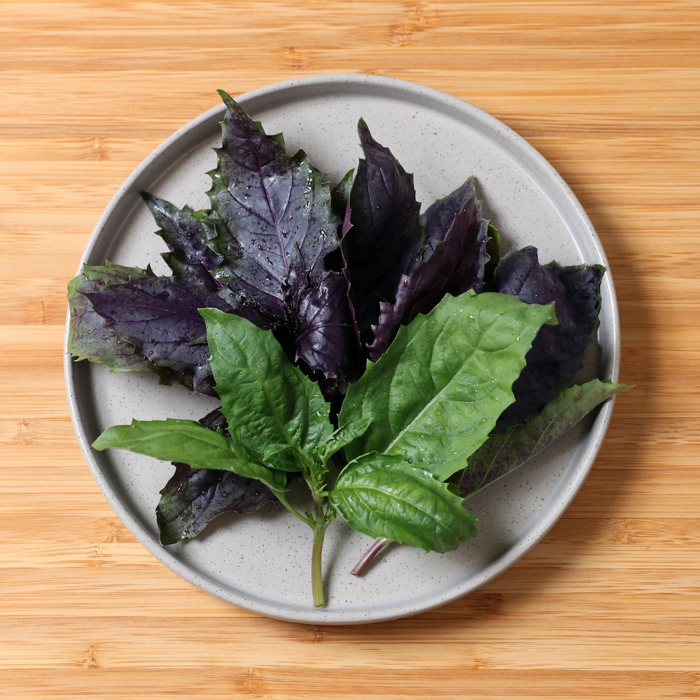 Persian Purple Basil